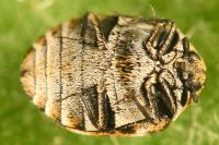 Anthrenus verbasci