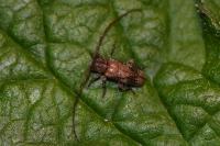 Exocentrus adspersus