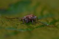 Exocentrus adspersus