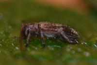 Exocentrus adspersus