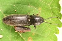 Hemicrepidius hirtus