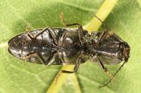 Hemicrepidius hirtus