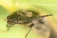 Hemicrepidius hirtus