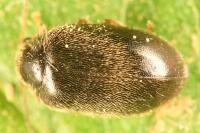 Contacyphon coarctatus
