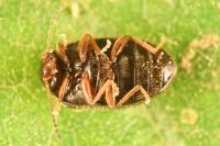Contacyphon coarctatus