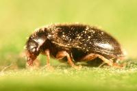 Contacyphon coarctatus