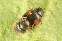 Scymnus suffrianioides