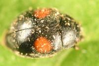 Scymnus suffrianioides