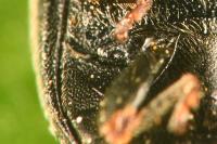 Scymnus suffrianioides