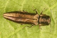 Agrilus derasofasciatus