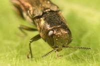 Agrilus derasofasciatus