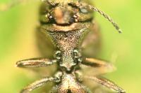 Agrilus derasofasciatus