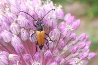 Stictoleptura fulva