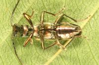 Chrysanthia viridissima