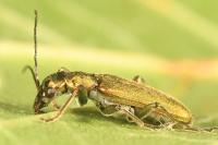 Chrysanthia viridissima