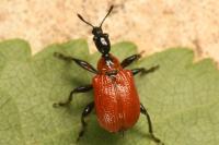Apoderus coryli
