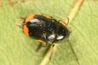 Cryptocephalus moraei