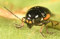 Cryptocephalus moraei