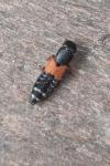 Platydracus