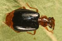 Lebia marginata