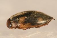 Hydroporus palustris