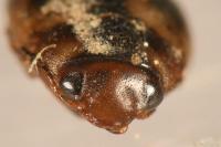 Hydroporus palustris