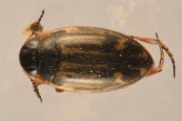 Graptodytes flavipes