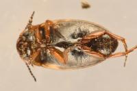 Graptodytes flavipes