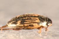 Graptodytes flavipes