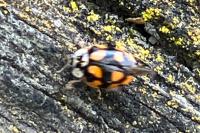 Adalia decempunctata