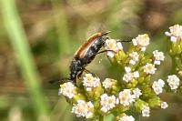 Pseudovadonia livida