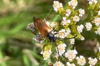 Pseudovadonia livida