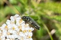 Oedemera nobilis