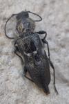 Hylotrupes bajulus