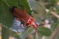 Rhagonycha fulva