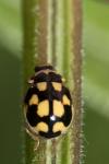 Propylea quatuordecimpunctata