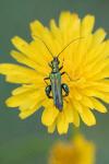 Oedemera nobilis