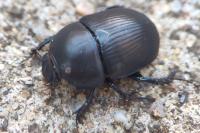 Anoplotrupes stercorosus