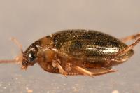 Haliplus lineatocollis
