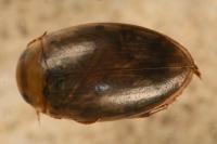 Laccophilus minutus