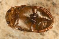 Laccophilus minutus