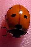 Coccinella