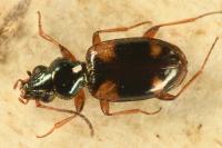 Bembidion quadrimaculatum