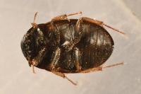 Hydrobius fuscipes