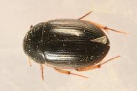 Hydrobius fuscipes