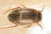 Hygrotus impressopunctatus