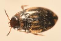 Hydroglyphus geminus