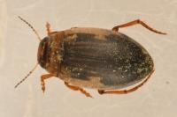 Hygrotus impressopunctatus