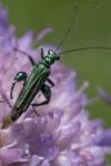 Oedemera nobilis