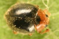 Scymnus rubromaculatus